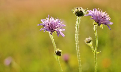 Wiesenblumen im Licht