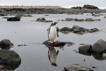 Gentoo penguin in water