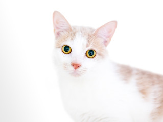 A buff and white kitten with bright yellow eyes and dilated pupils