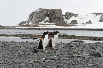 Obraz premium Two gentoo penguins going on beach