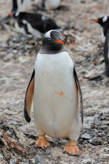 Gentoo penguin going on beach