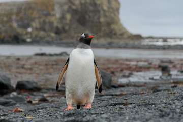 Gentoo penguin going on beach