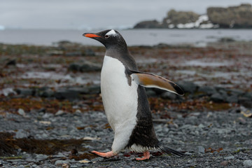 Gentoo penguin going on beach