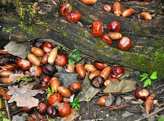 acorns and chestnuts
