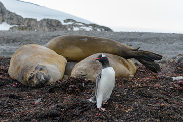 Elephant seals and gentoo penguin