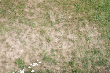Landschaft mit Gras Steppe