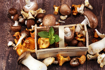 variety of raw mushrooms on wooden table. oyster and other fresh mushrooms.