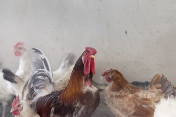 chicken hen farm organic home pets for eggs nutrition fresh from nature.