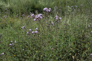 Flora Habitat in der Natur
