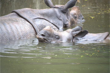 Indisches Panzernashorn