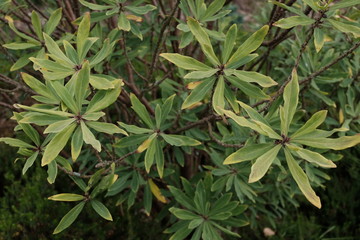 Seidelbast Pflanze Thymelaeaceae