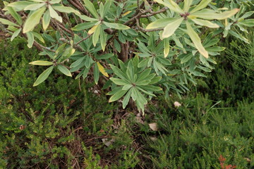 Seidelbast Pflanze Thymelaeaceae