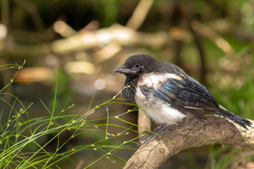 Young magpie by stream 2
