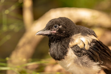 Magpie close portrait 1