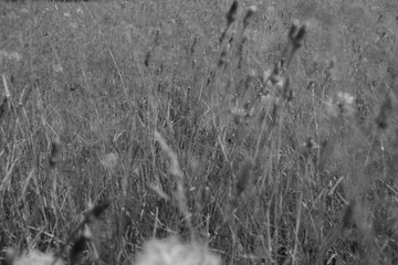 Mager Rasen Wiese Kräuter