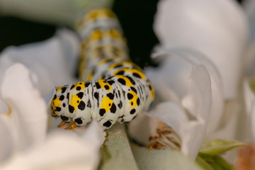 Mullein amongst wild Rose