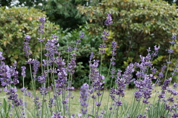 Obraz premium Lavendel Blumen mit Blüten