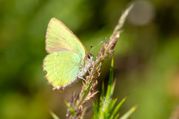 Hairstreak iridescence