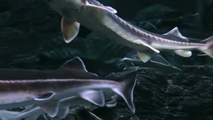 Fish Life In Urban Aquarium - Sturgeon Fishes. Panoramic view at a variety of fishes belonging to the family Acipenseridae / Sturgeon, through glass of a big urban aquarium.