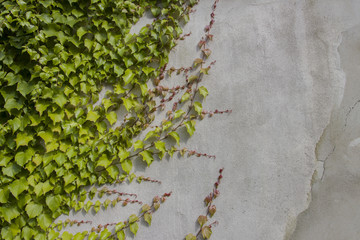 Wine on an stone wall texture
