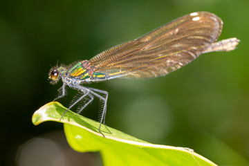 Female Beautiful Damoiselle 3