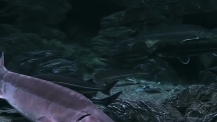Fish Life In Urban Aquarium - Sturgeon Fishes. Panoramic view at a variety of fishes belonging to the family Acipenseridae / Sturgeon, through glass of a big urban aquarium.