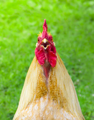 on a green background red-haired cock full-face muzzle beak comb red scream crow-wakes alarm clock...