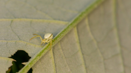 Off centre reared Crab spider