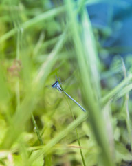 on a blade of grass on a green and blue background a blue dragonfly sits