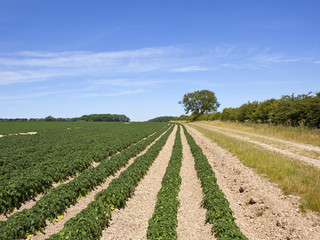 Fototapeta na wymiar potato crop and bridleway