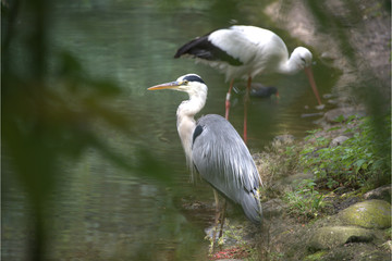 Storch und Graureiher