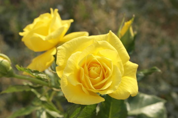 fresh yellow rose