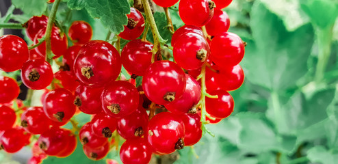 bush of red currant in a garden