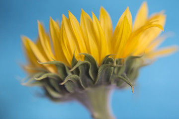 Fototapeta premium Sunflower