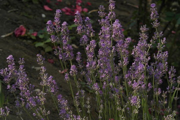 Obraz premium lavender