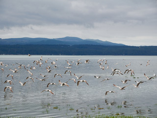 Sea gulls take flight, Hood Canal, Washington