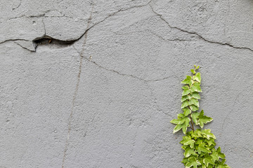 Ivy on an stone wall texture