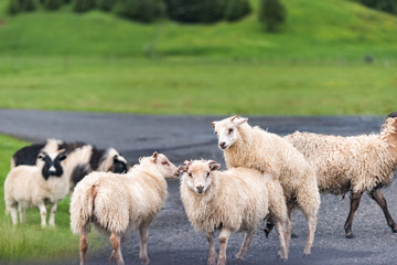 Closeup of many sheep mating reproducing in Iceland countryside rural farm road crossing herd