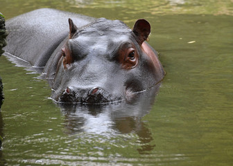 Flusspferd im Wasser