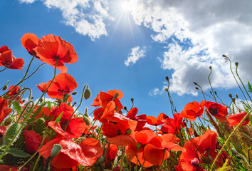 Mohnblumen Feld Wiese mit Himmel blau Sonne und Wolken