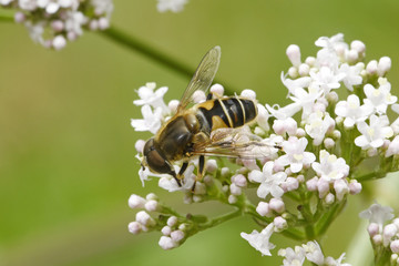 Schwebfliege (Syrphidae)