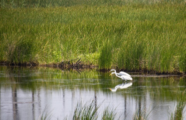 Pair of Great White Egret Stalking Food