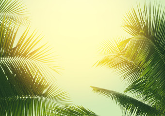 coconut palm tree in vintage style