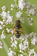 Schwebfliege (Syrphidae)
