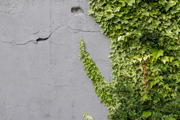 Ivy on an stone wall texture