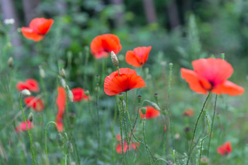 Fototapeta na wymiar Red poppies field, remembrance day symbol