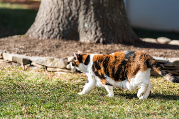 Cautious outdoors calico cat outside walking in garden, curious in front or back yard of home or house with tree