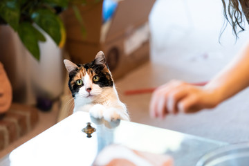 Calico cat standing up on hind legs, leaning on table with two front paws begging for treat, adorable cute big eyes asking for food in living room, doing trick