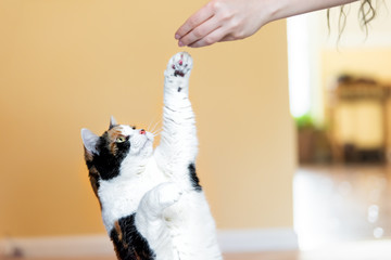 Calico cat standing up on hind legs, begging, picking, asking food in living room, doing trick with...