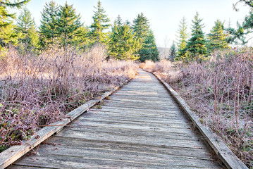 Frost white winter landscape with bushes, boardwalk and morning sunlight in Cranberry Wilderness glades bog, West Virginia and ice covered plants